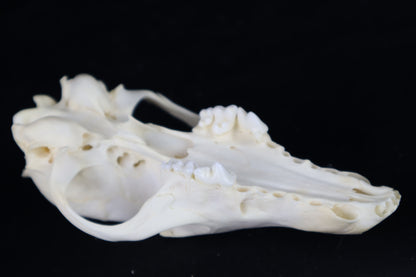 Craft Red Fox Skull
