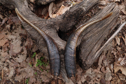 Goat Horns - Pair