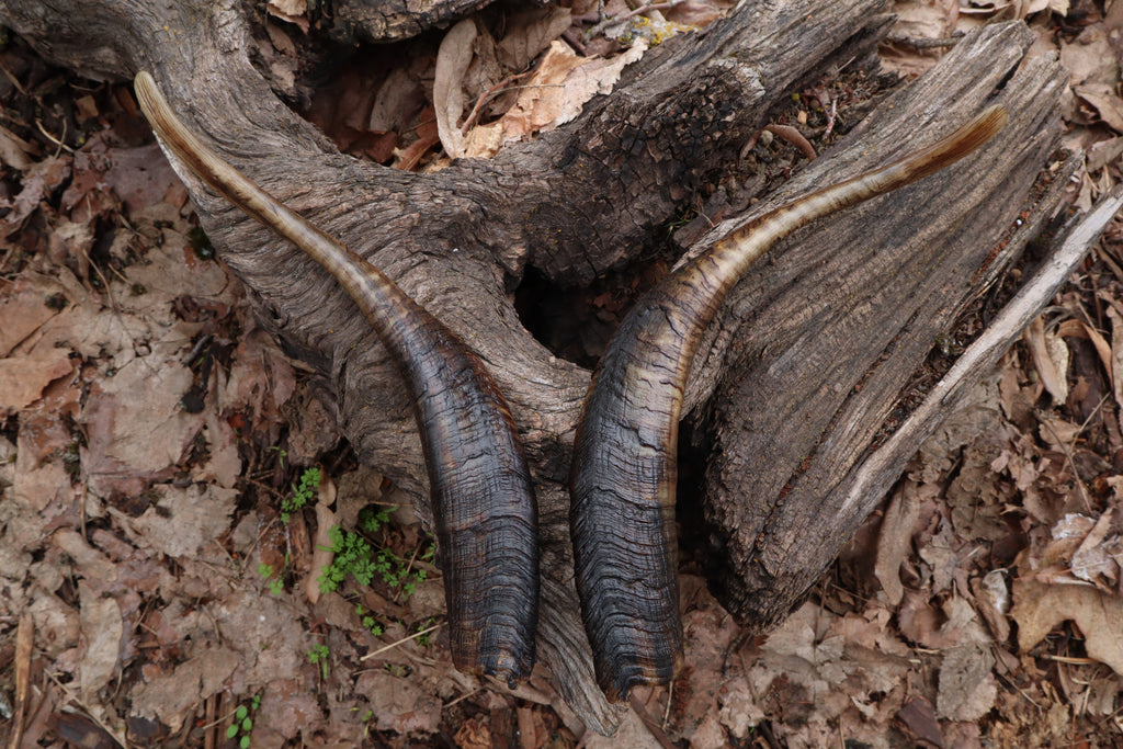 Goat Horns - Pair