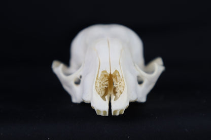 Craft Raccoon Skull
