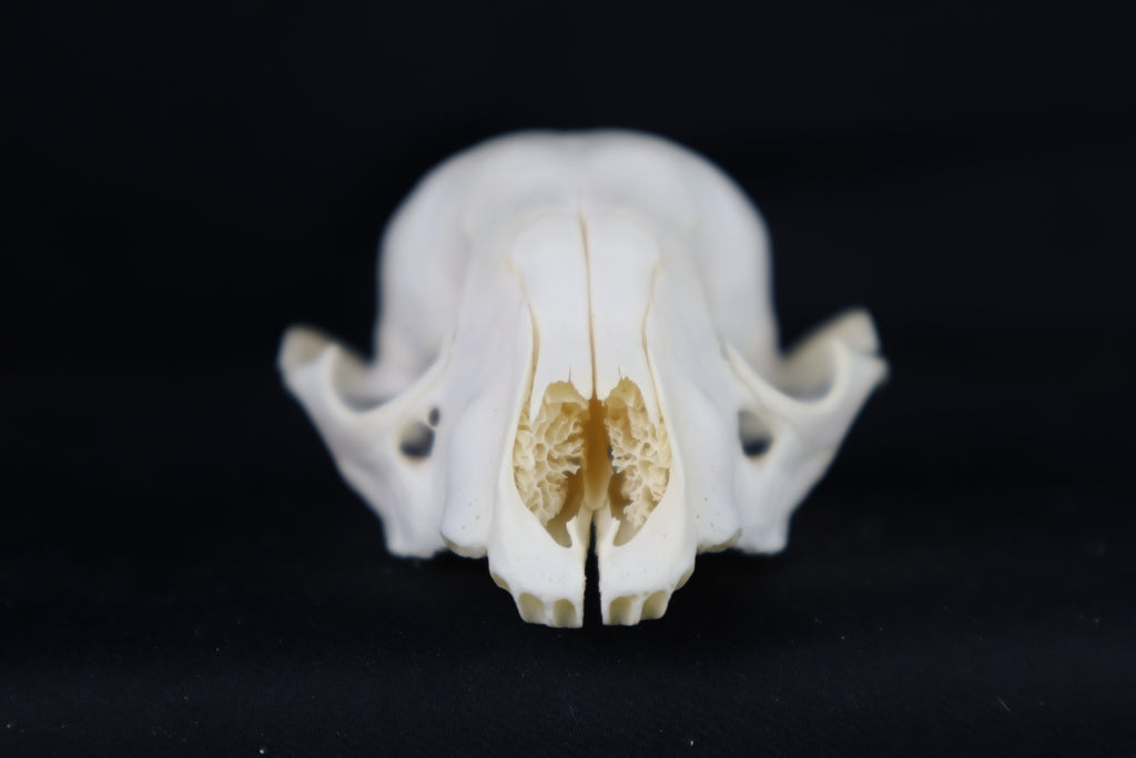 Craft Raccoon Skull