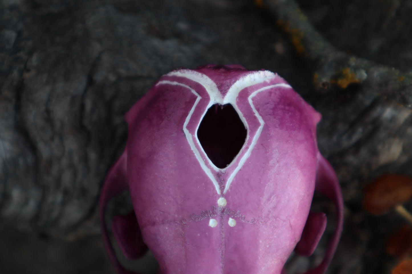 Naturally Stained Raccoon Skullpture