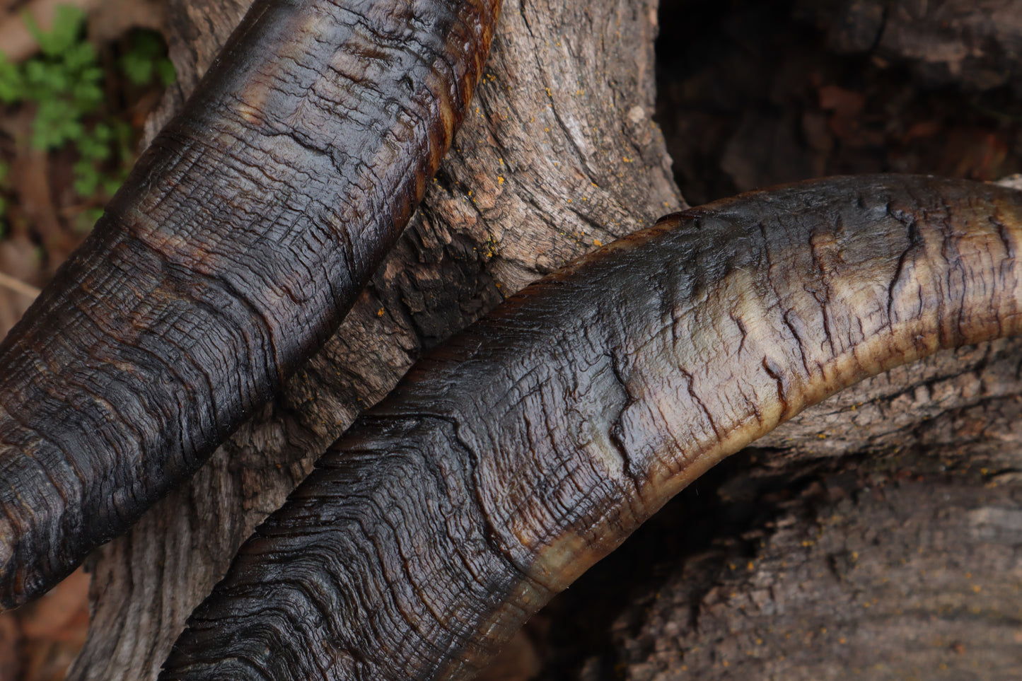 Goat Horns - Pair