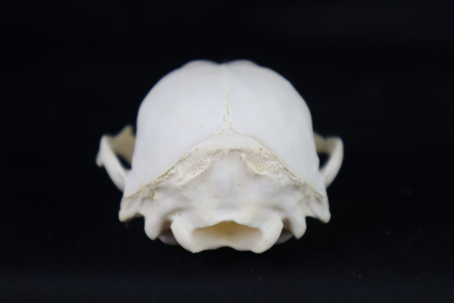 Craft Raccoon Skull