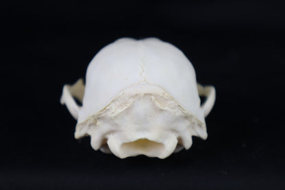 Craft Raccoon Skull