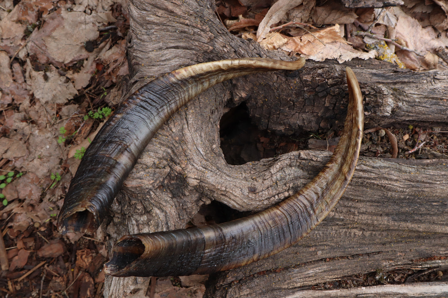 Goat Horns - Pair