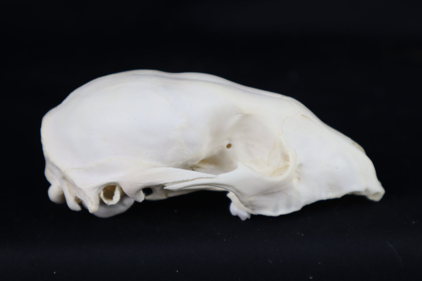 Craft Raccoon Skull