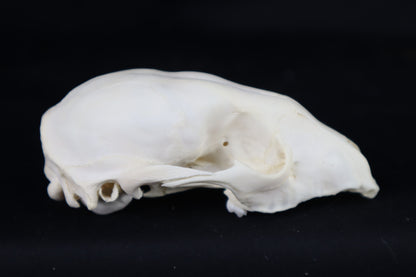 Craft Raccoon Skull
