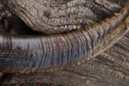 Goat Horns - Pair