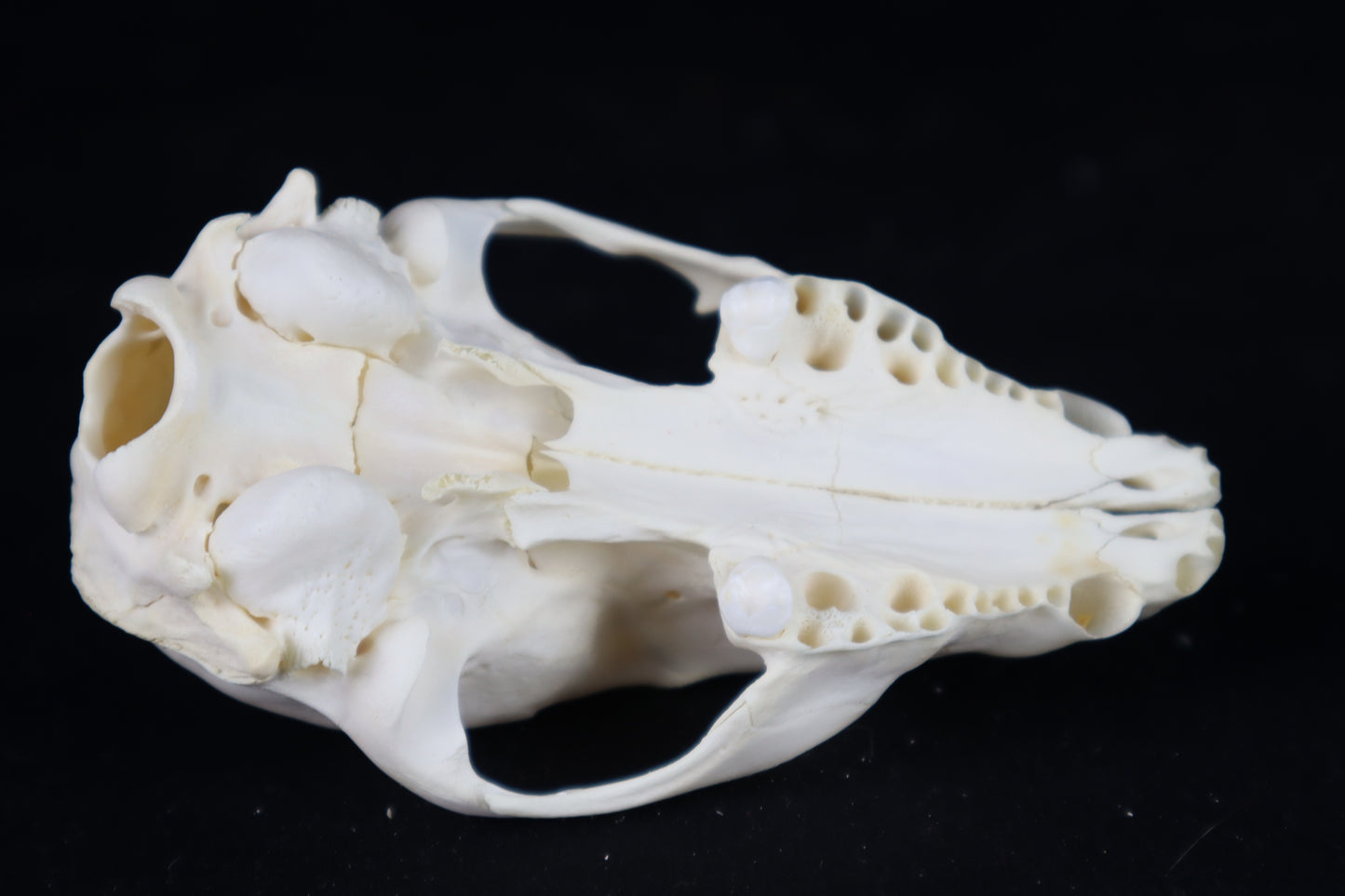 Craft Raccoon Skull