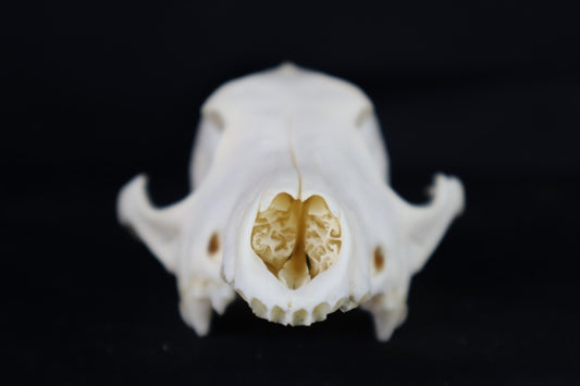 Craft Coyote Skull