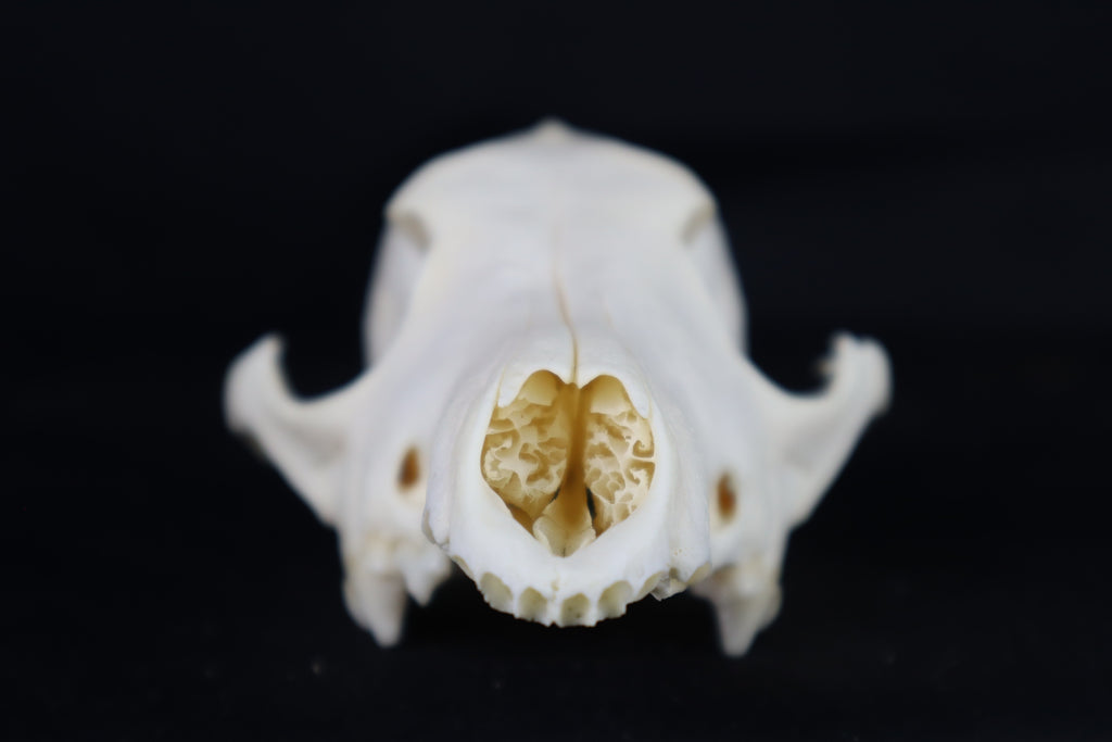 Craft Coyote Skull