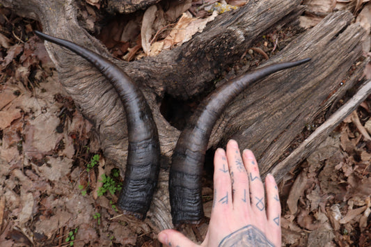 Reserved for Kaitlyn Michelle - Goat Horns - Pair