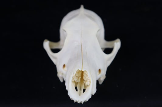 Craft Coyote Skull
