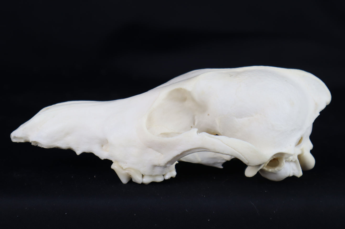Craft Coyote Skull