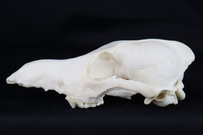 Craft Coyote Skull