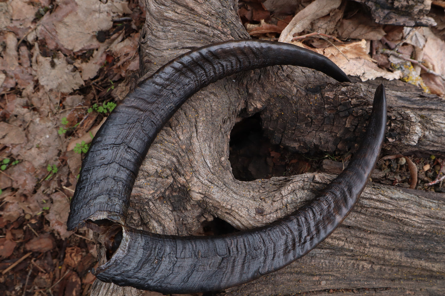 Reserved for Kaitlyn Michelle - Goat Horns - Pair