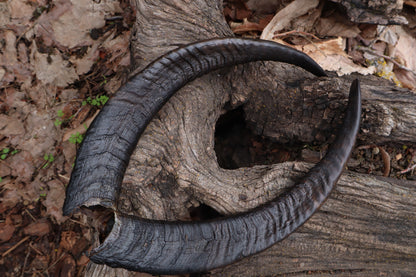 Reserved for Kaitlyn Michelle - Goat Horns - Pair