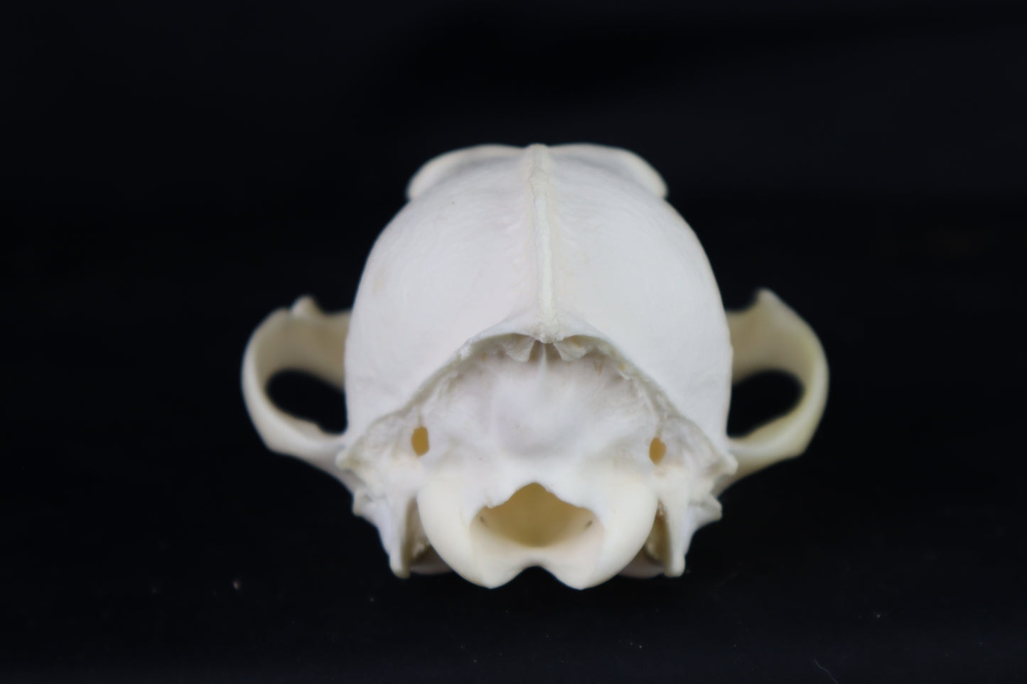 Craft Coyote Skull