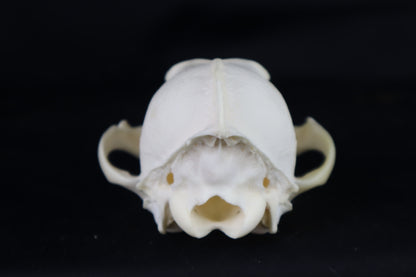 Craft Coyote Skull