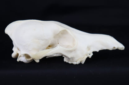 Craft Coyote Skull