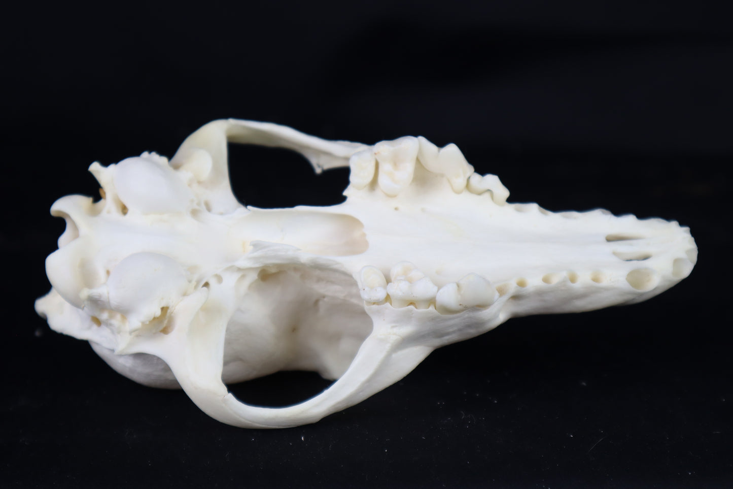 Craft Coyote Skull
