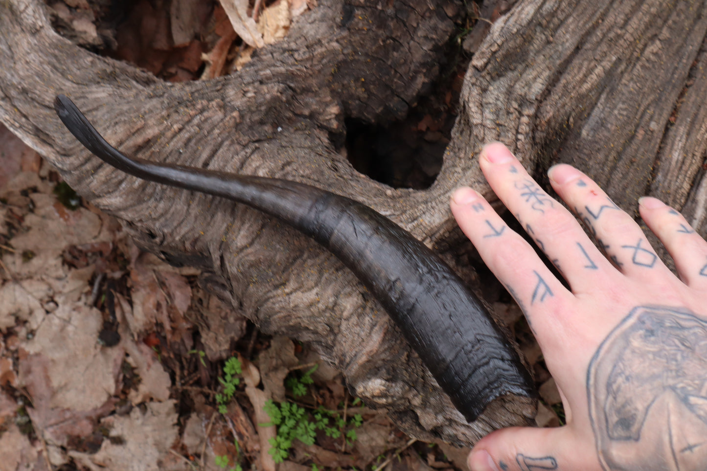 Goat Horn - Single