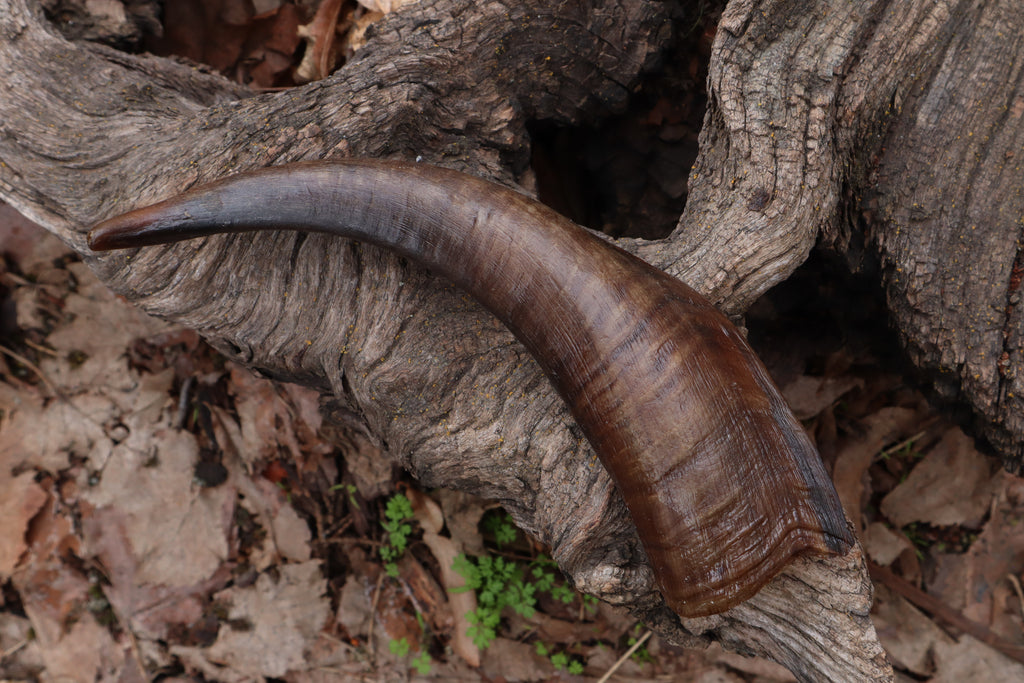 Goat Horn - Single