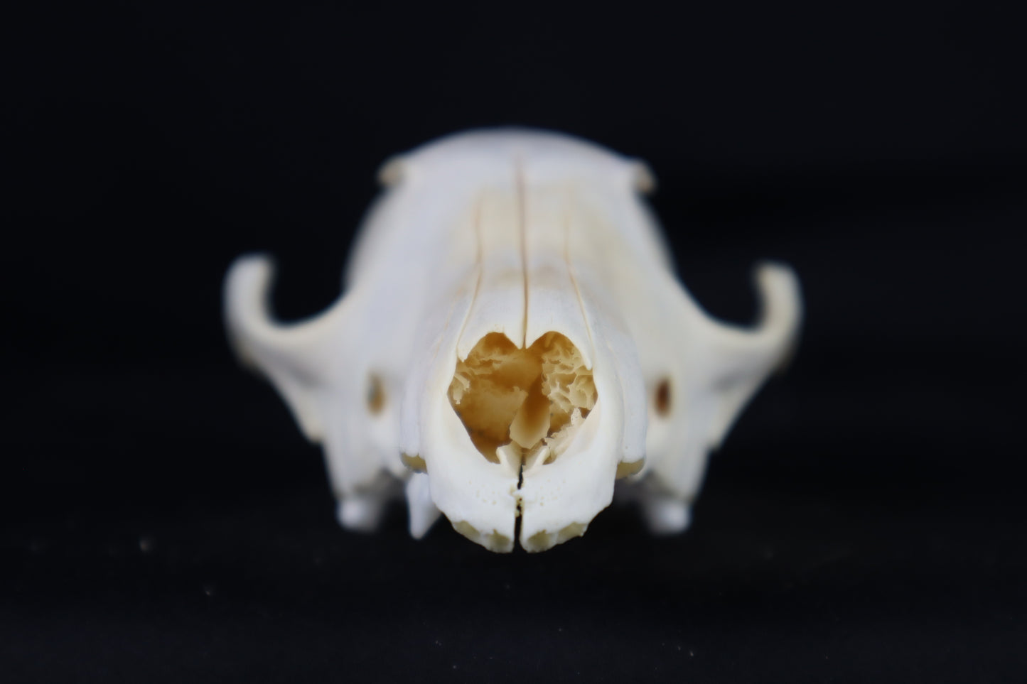 Craft Red Fox Skull
