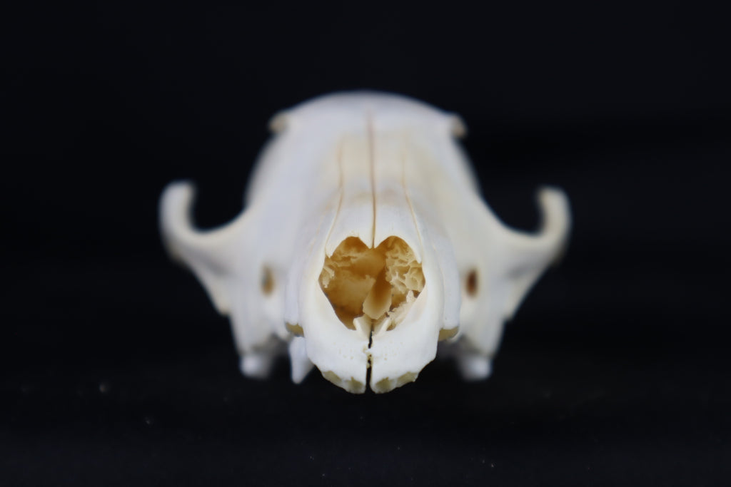 Craft Red Fox Skull