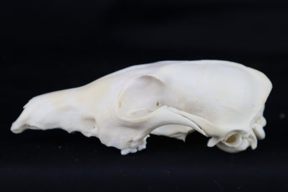 Craft Red Fox Skull