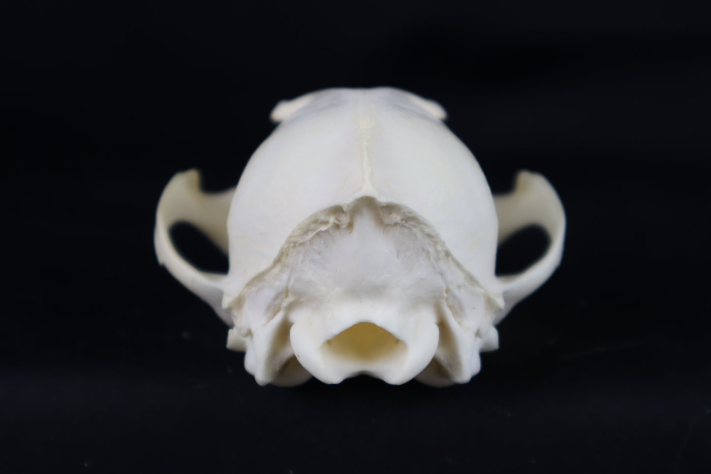 Craft Red Fox Skull