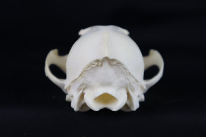 Craft Red Fox Skull