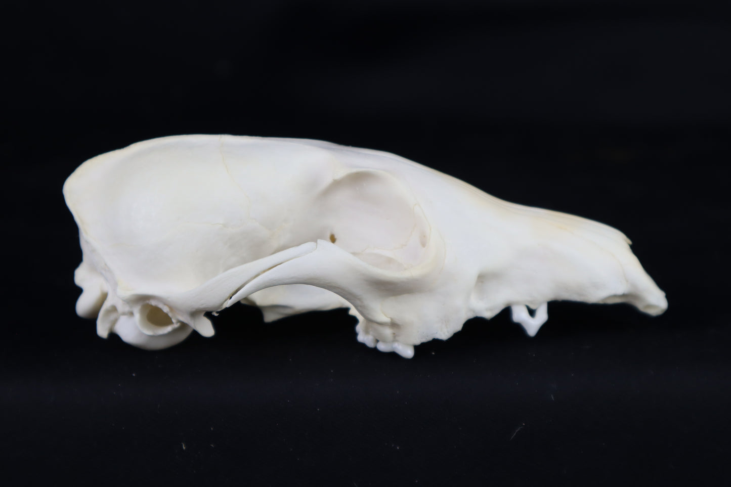 Craft Red Fox Skull