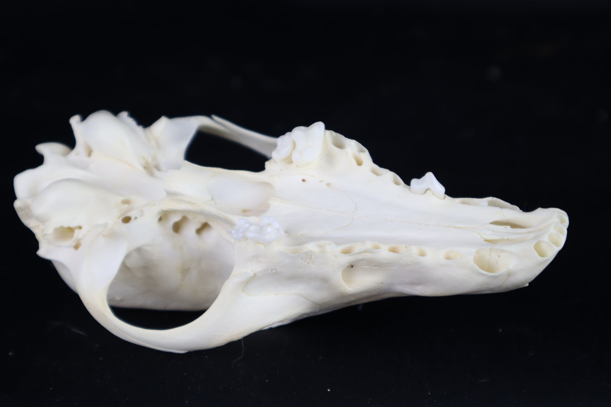 Craft Red Fox Skull