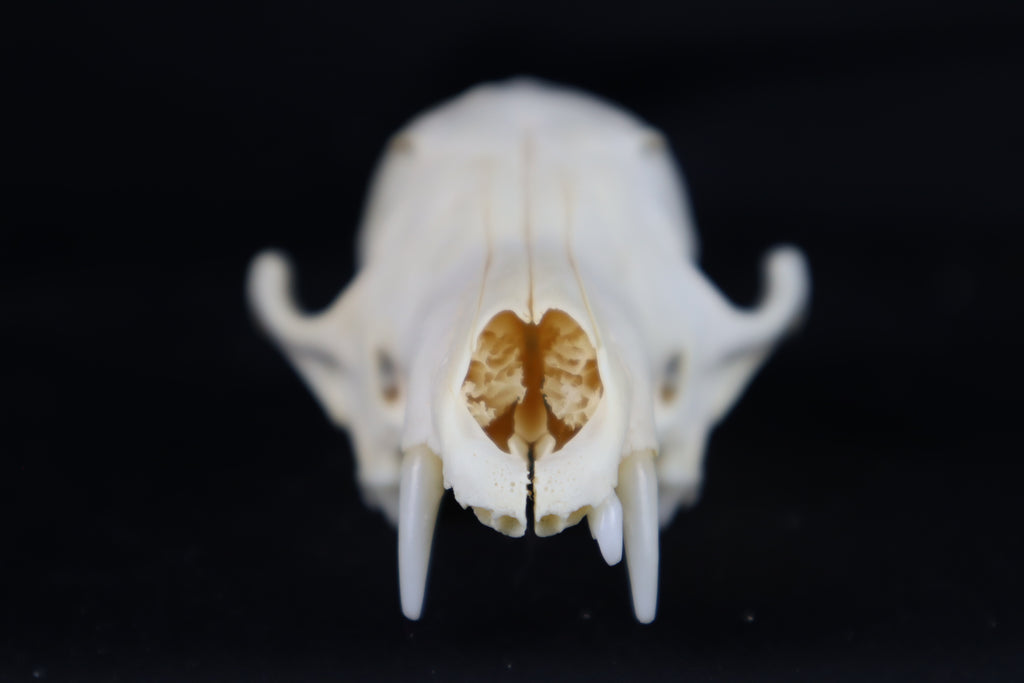 Craft Red Fox Skull
