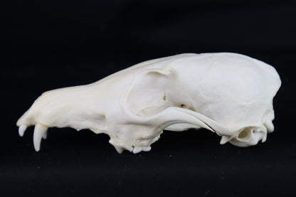 Craft Red Fox Skull