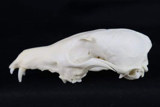 Craft Red Fox Skull