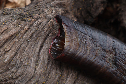 Goat Horn - Single
