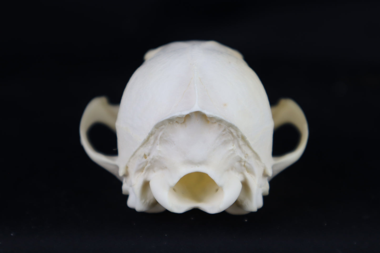 Craft Red Fox Skull