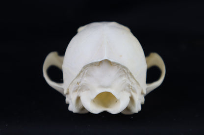 Craft Red Fox Skull