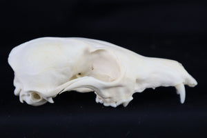 Craft Red Fox Skull