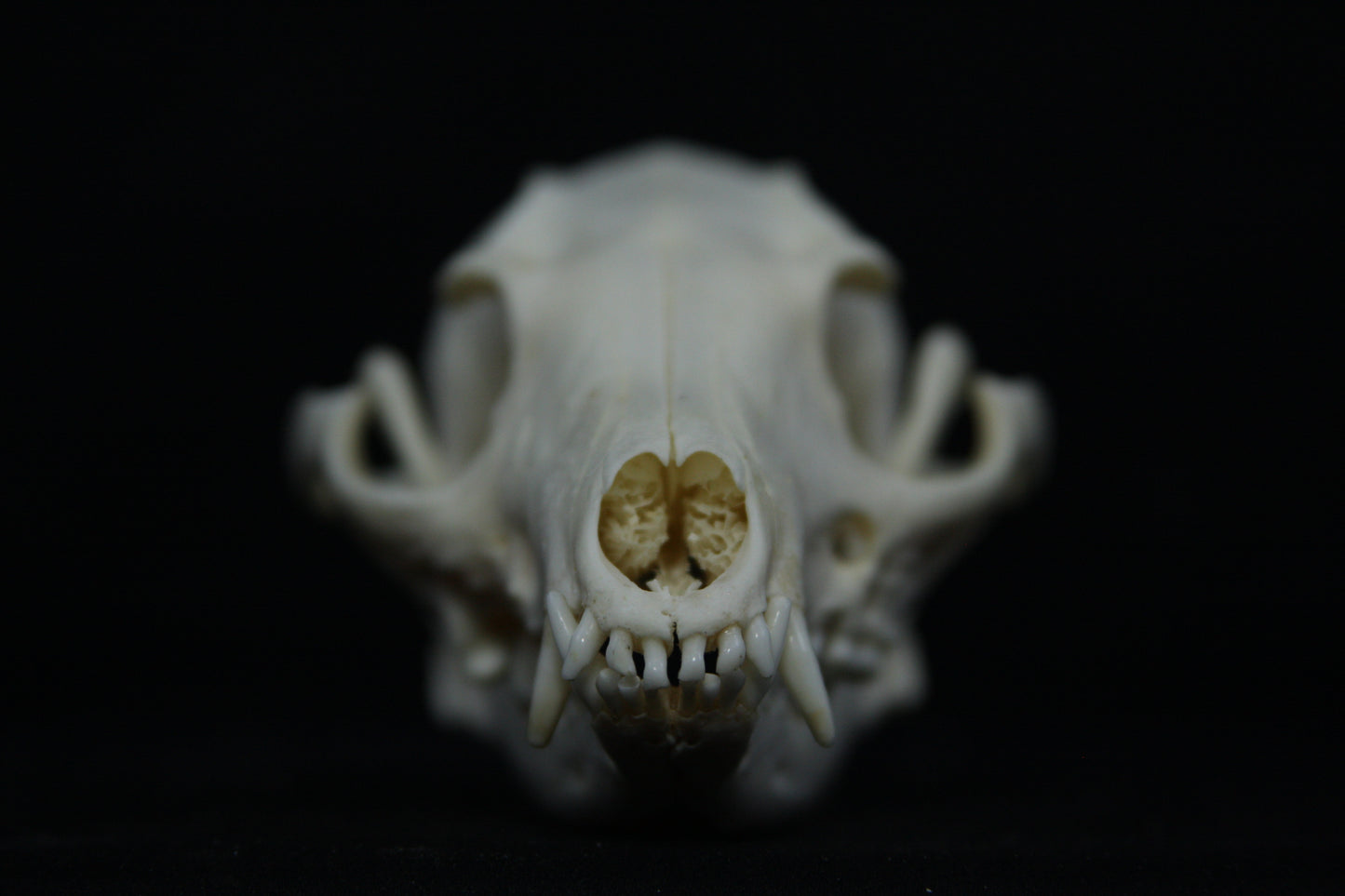 Pathological Gray Fox Skull