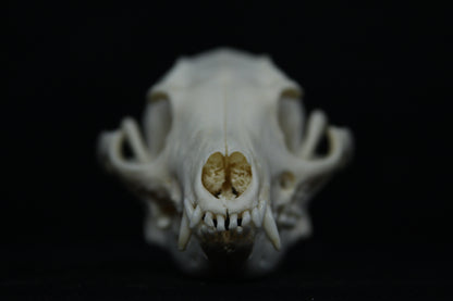 Pathological Gray Fox Skull