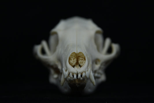 Pathological Gray Fox Skull