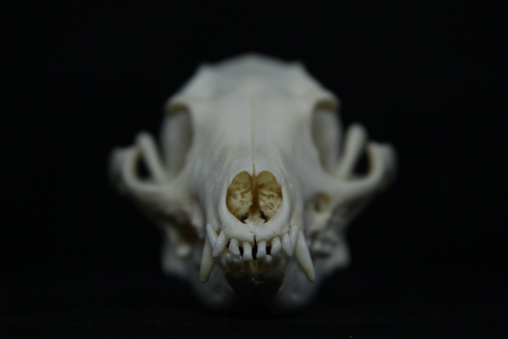 Pathological Gray Fox Skull
