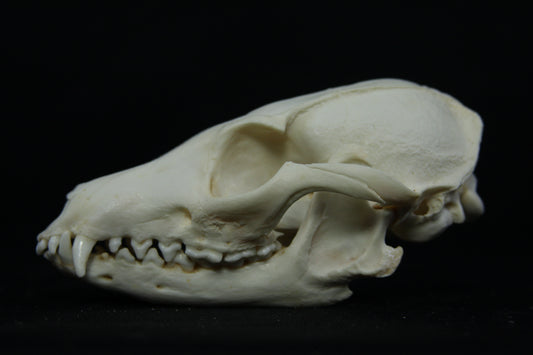 Pathological Gray Fox Skull