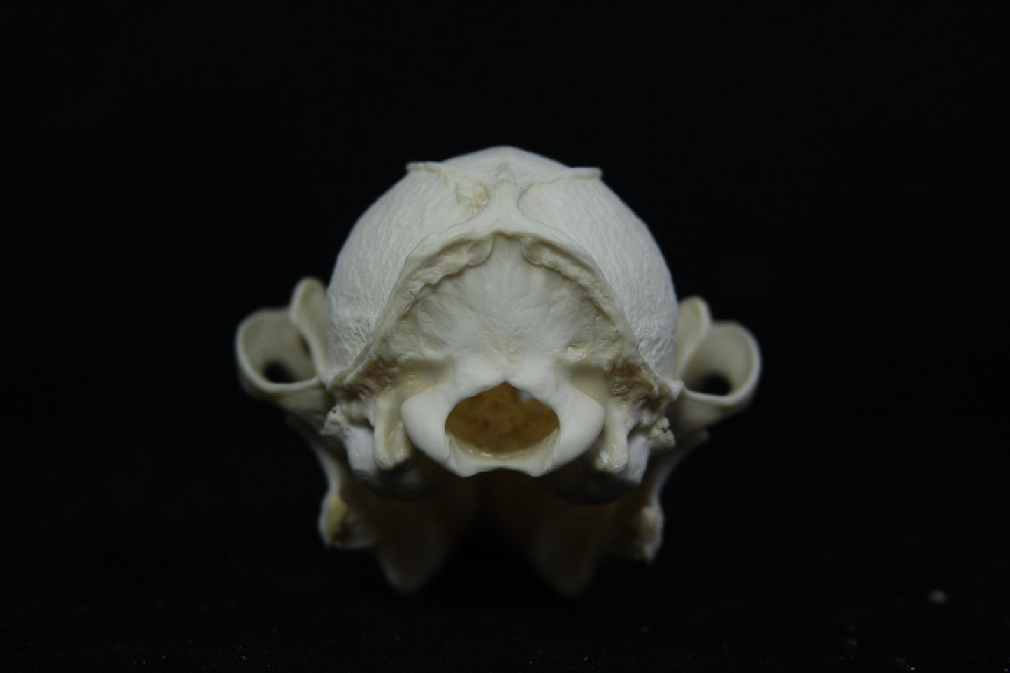 Pathological Gray Fox Skull