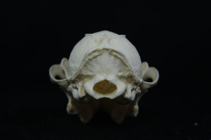 Pathological Gray Fox Skull