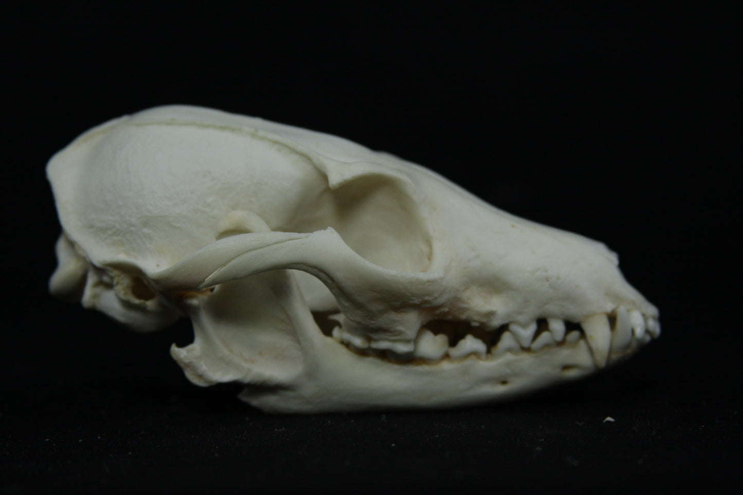 Pathological Gray Fox Skull